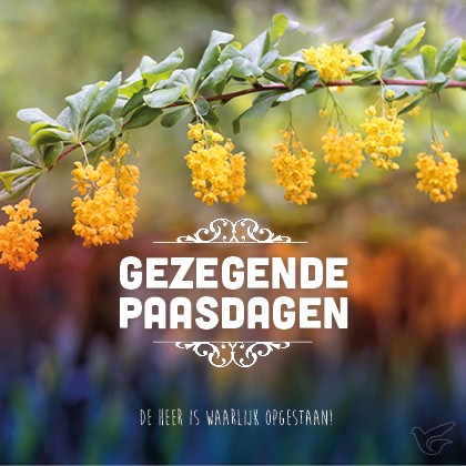 Productafbeelding: voorkant van Kaart gezegende paasdagen gele bloesem