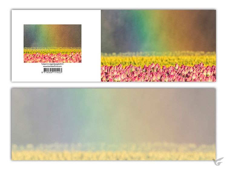 Productafbeelding: voorkant van Panoramawenskaart zt tulpen in regenboog