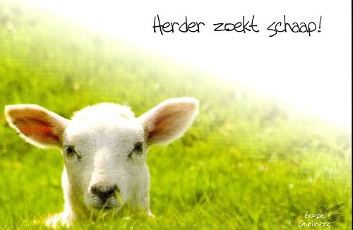 Productafbeelding: voorkant van Prentbriefkaart herder zoekt schaap