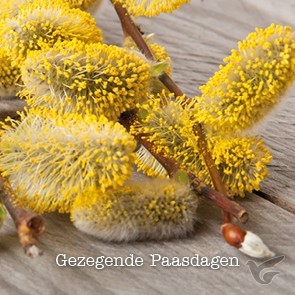 Productafbeelding: voorkant van Kaart gezegende paasdagen tak