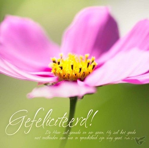 Productafbeelding: voorkant van Kaart m env gefeliciteerd bloem